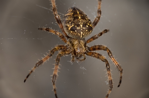 Photography macro fauna invertebrate Photo