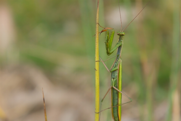 Natur gras zweig blatt Foto