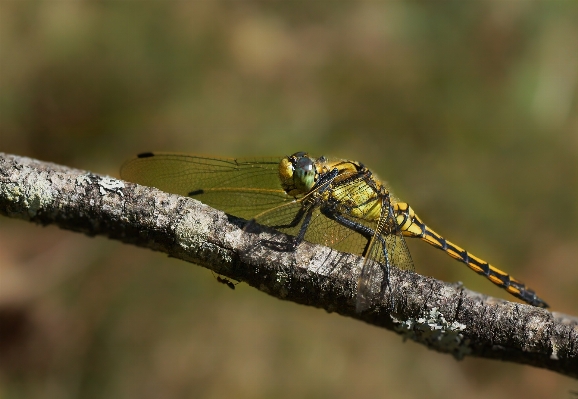 Nature branch wing photography Photo