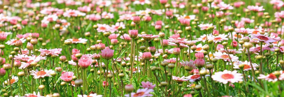 Foto Alam rumput tanaman putih