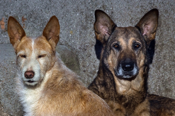 犬 写真 哺乳類 動物 写真