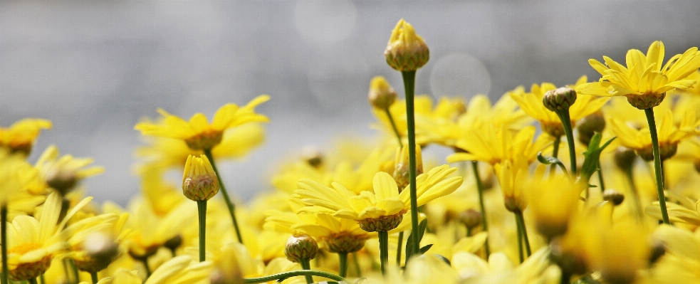 Nature blossom plant field Photo