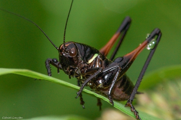 Foto Naturaleza fotografía volar foto