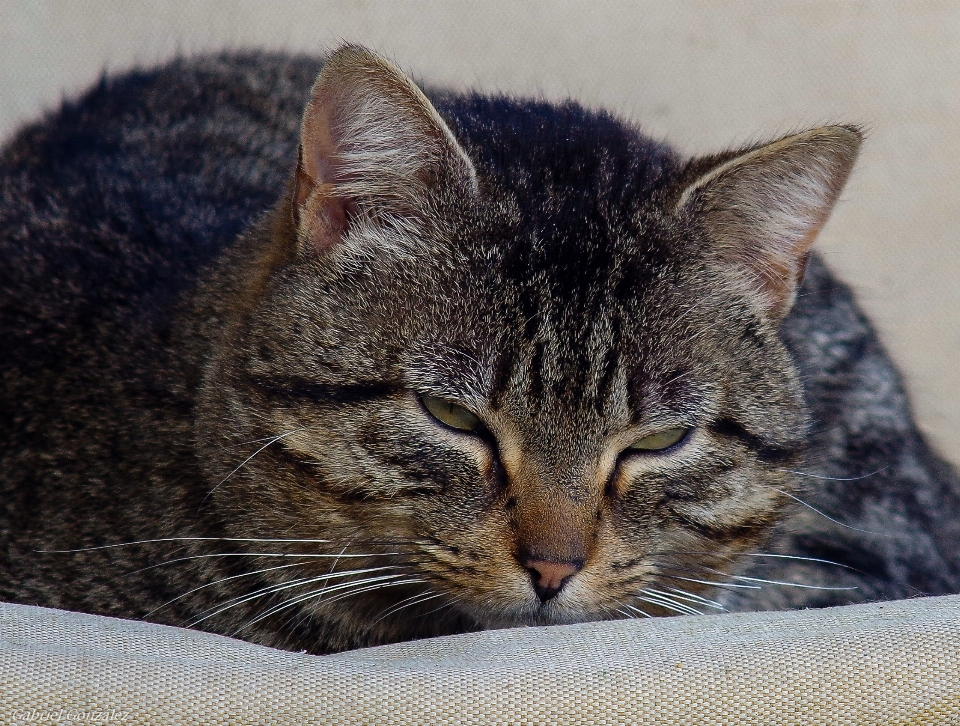 子猫 猫 哺乳類 fauna