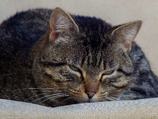 Foto Anak kucing mamalia fauna