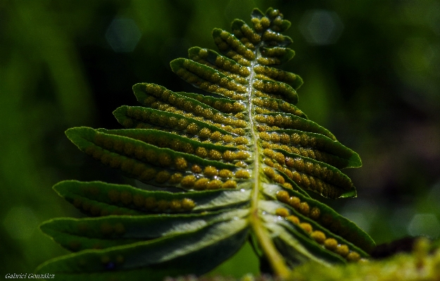 Photo Arbre nature bifurquer usine