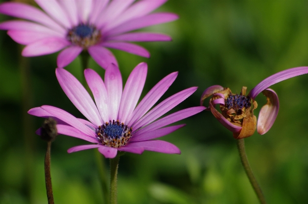 Photo Nature fleurir usine la photographie