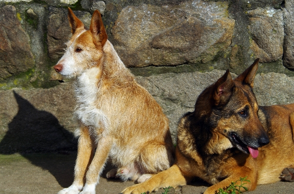 犬 哺乳類 動物 脊椎動物
 写真