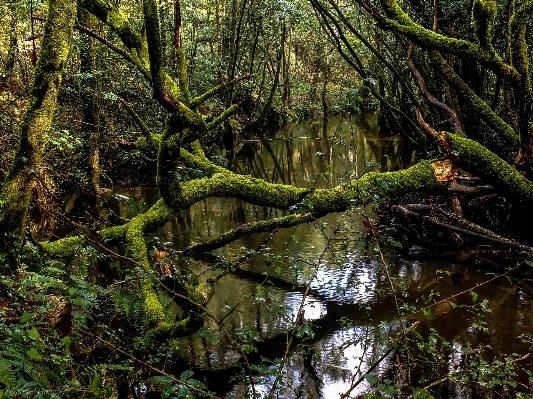 Landscape tree nature forest Photo