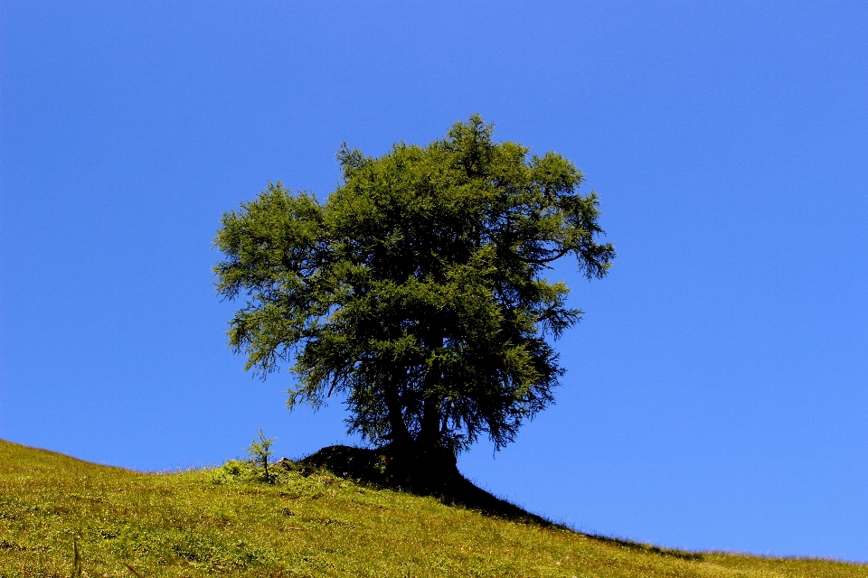 Landschaft baum natur gras