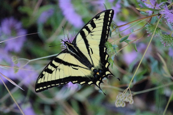 Nature blossom wing flower Photo