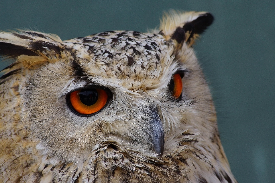 Natur vogel flügel tierwelt