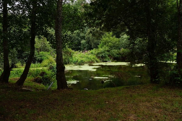 Foto Paisagem árvore natureza floresta