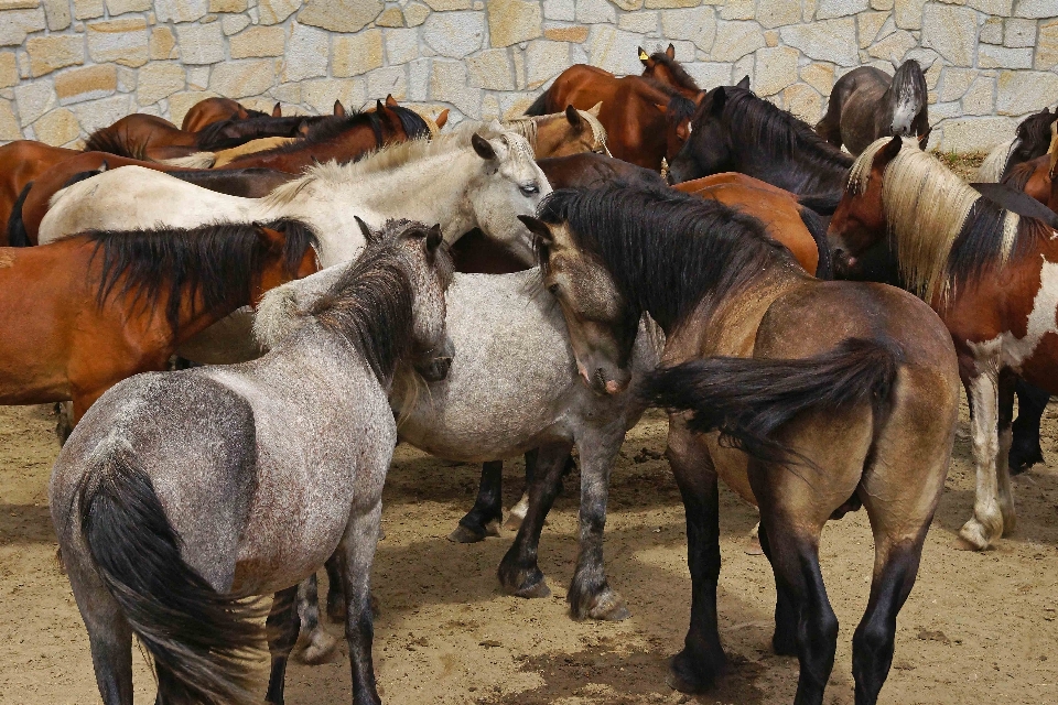 Fotoğraf sürü atış memeli