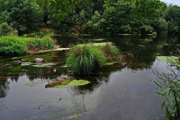 Foto Lanskap pohon rawa bunga