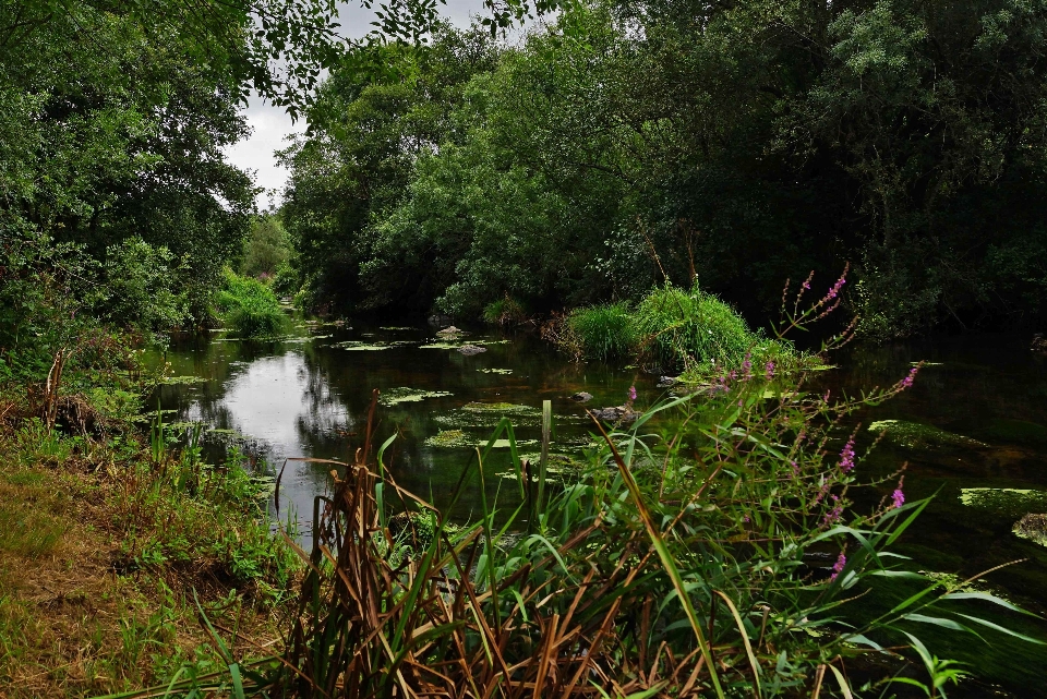 Landschaft wasser natur wald