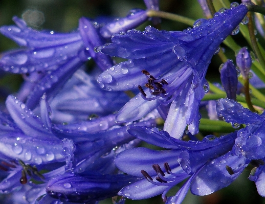 Photo Nature fleurir usine fleur