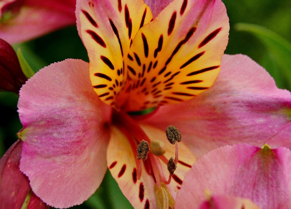 Natureza florescer plantar fotografia