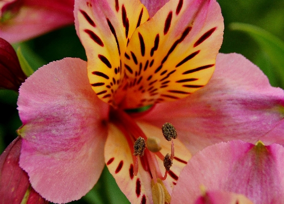 自然 花 植物 写真撮影 写真