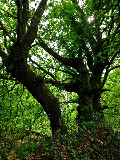 Paisagem árvore floresta filial