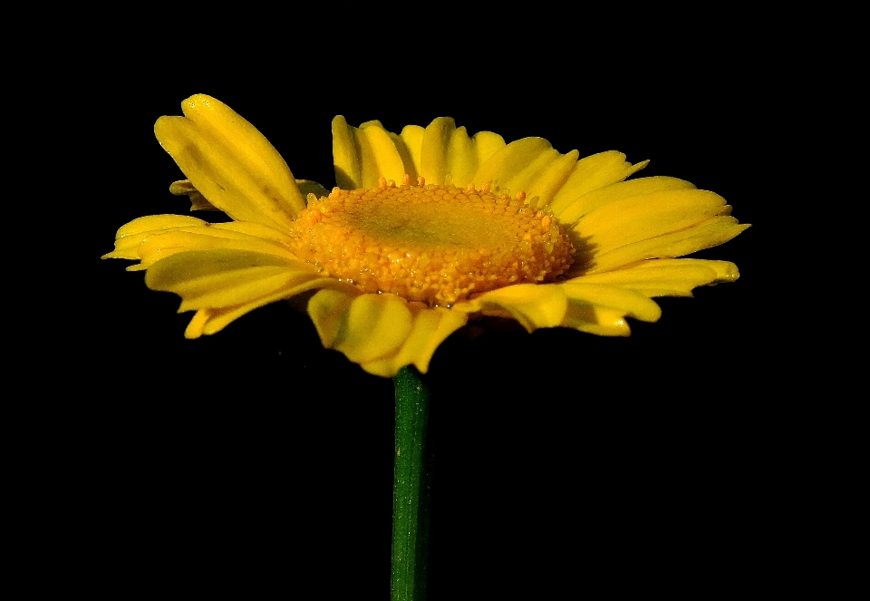 Natura pianta fiore petalo