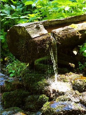 Tree water nature forest Photo