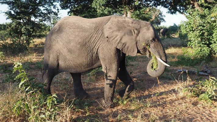 Adventure animal wildlife jungle Photo