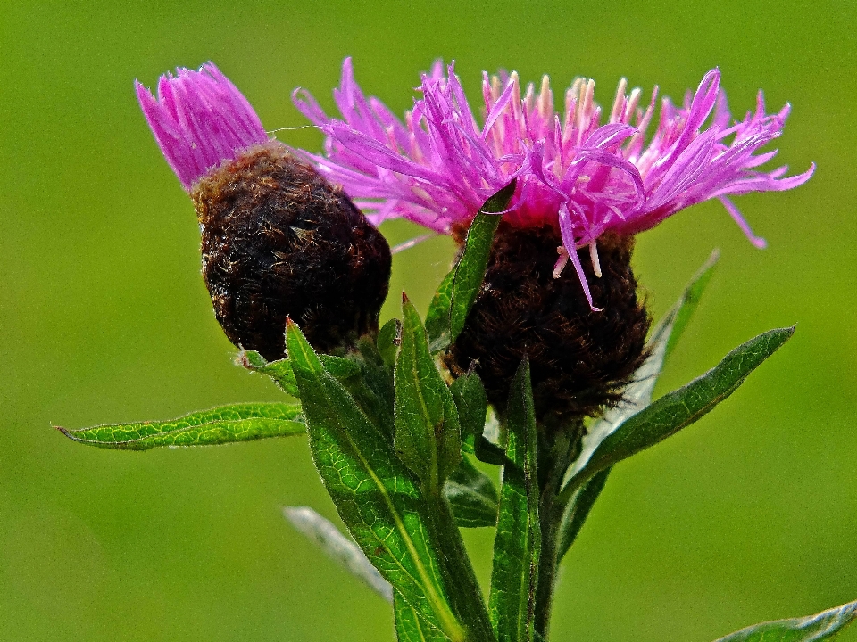 Natur anlage blume insekt