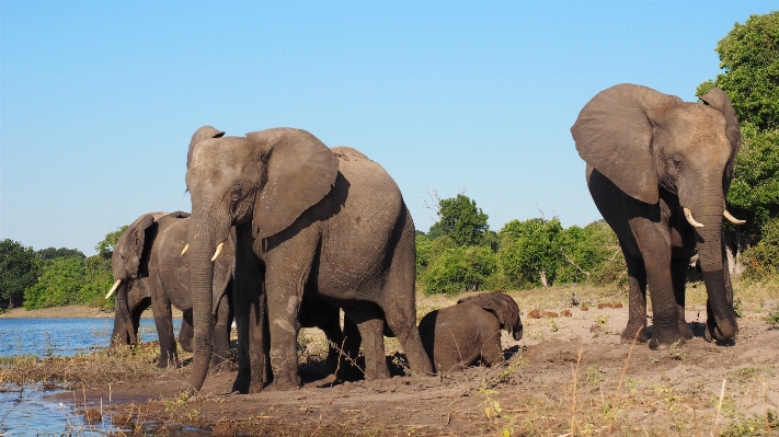 Adventure animal wildlife herd Photo