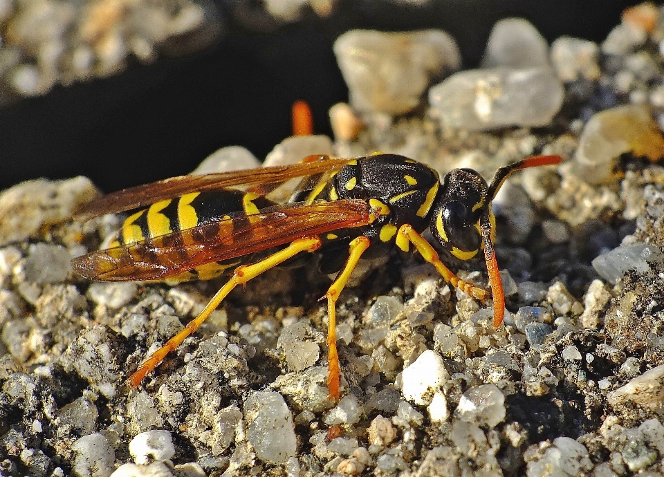 Natura fotografia dzikiej przyrody owad