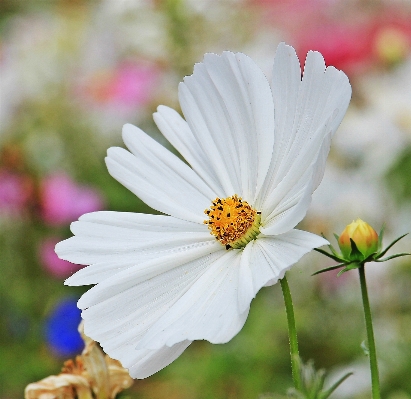 Nature blossom plant meadow Photo