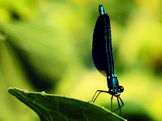 Foto Natureza asa luz fotografia