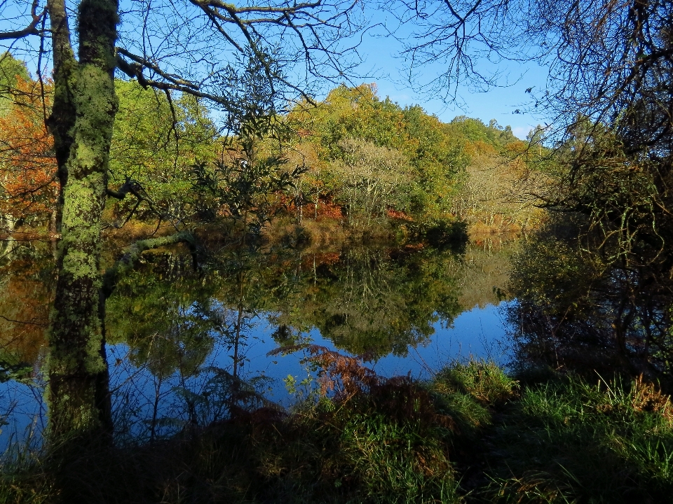 Landschaft baum natur wald