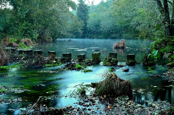 木 水 自然 森 写真