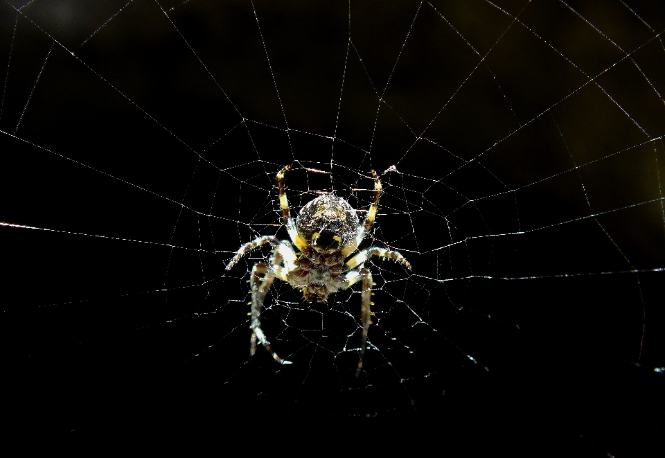 Doğa kanat makro fauna