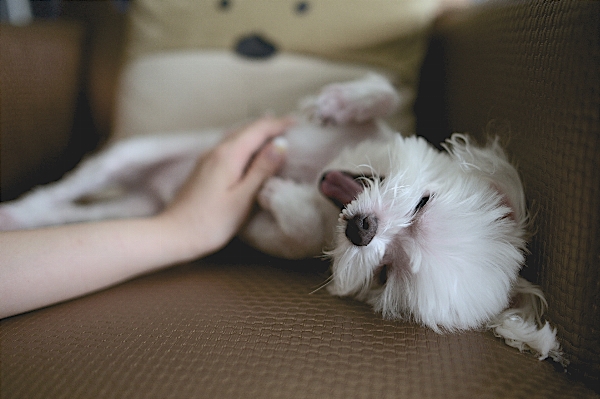 White puppy dog animal Photo