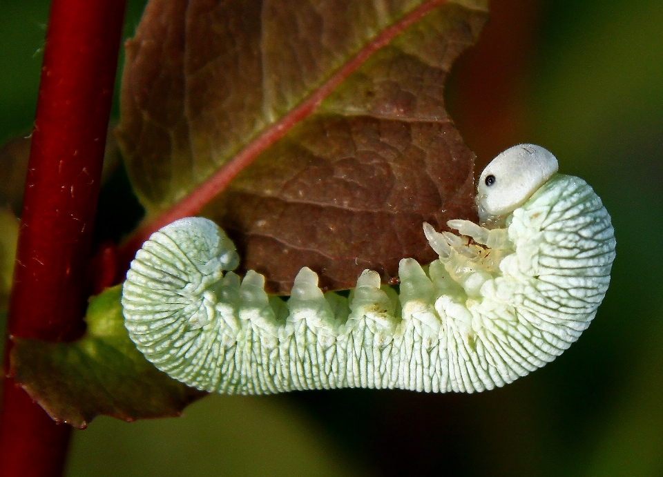 Natura zakład fotografia liść