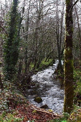 Tree nature forest creek Photo