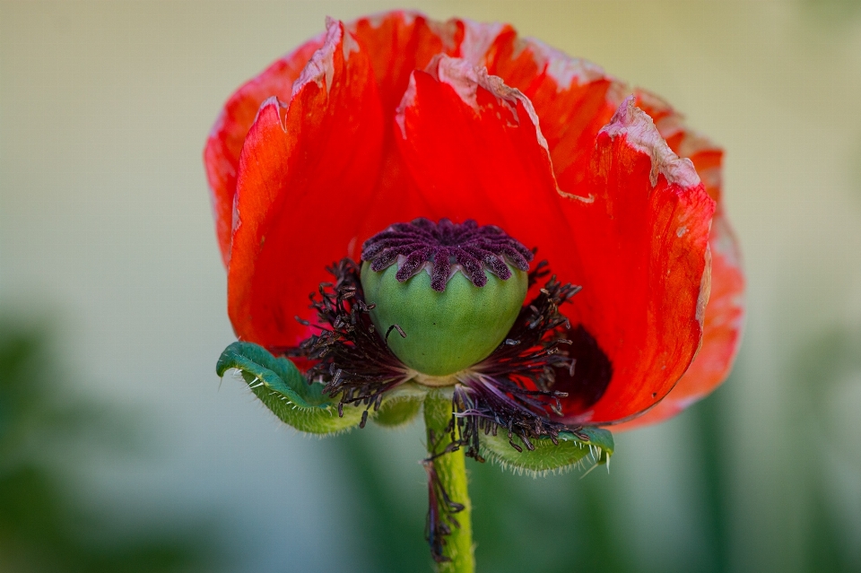 Nature plant photography flower