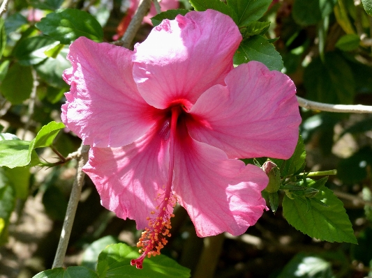 Blossom plant flower petal Photo