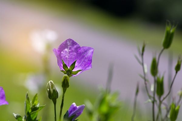 Nature blossom plant meadow Photo