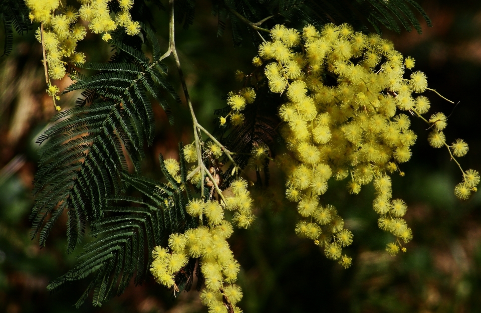 Baum natur zweig blüte