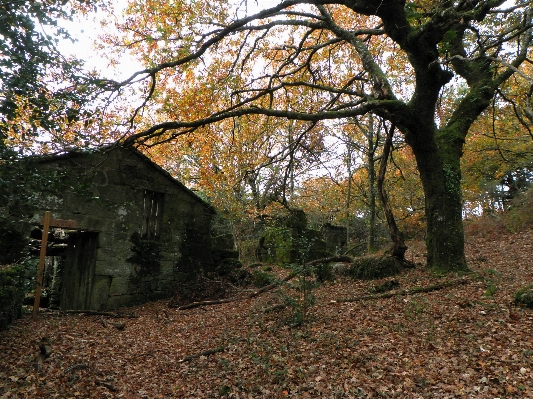 Zdjęcie Drzewo natura las oddział