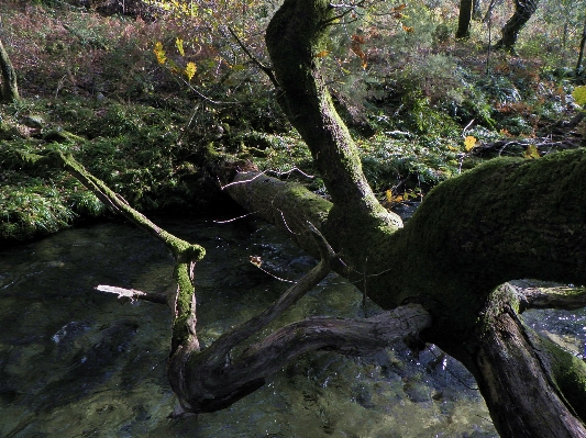 Baum natur wald sumpf Foto