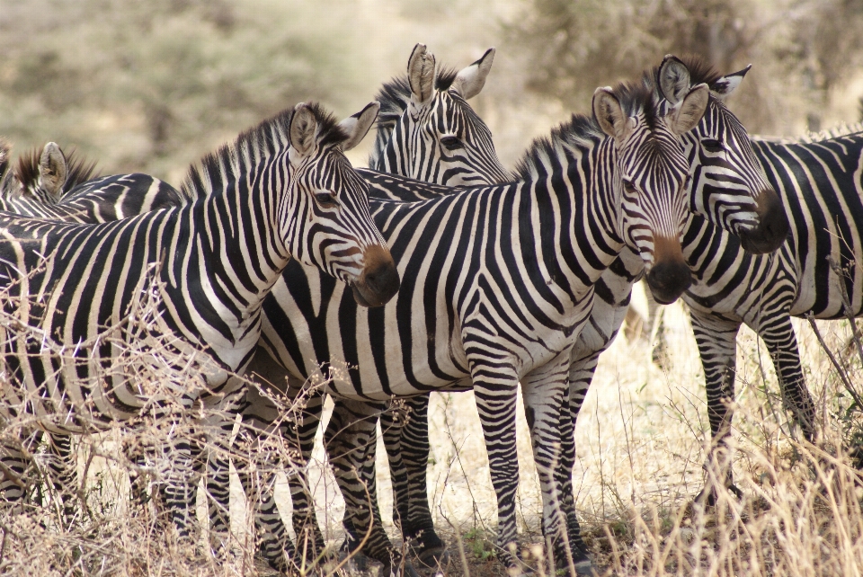 Nature aventure animal faune