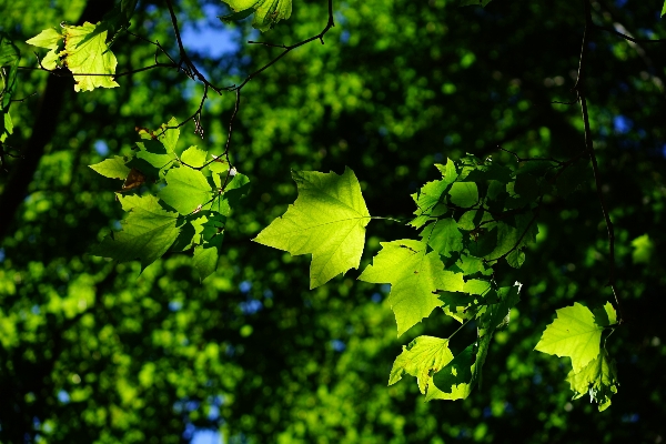 Tree nature forest branch Photo