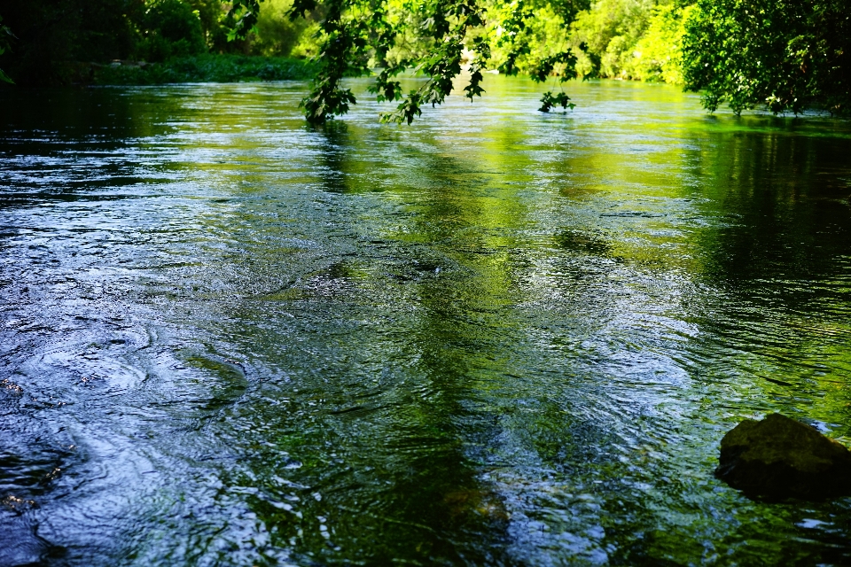 árbol agua naturaleza bosque