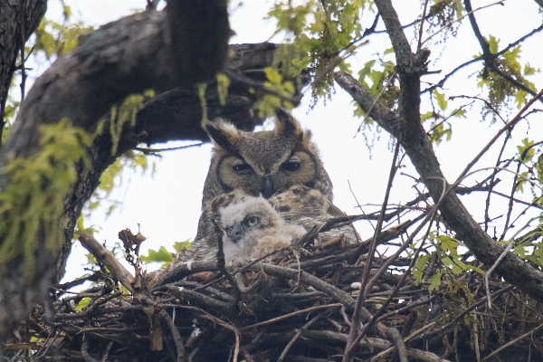 Branch bird wildlife owl Photo