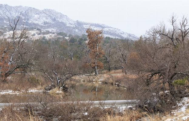 Foto Paisaje árbol desierto
 nieve