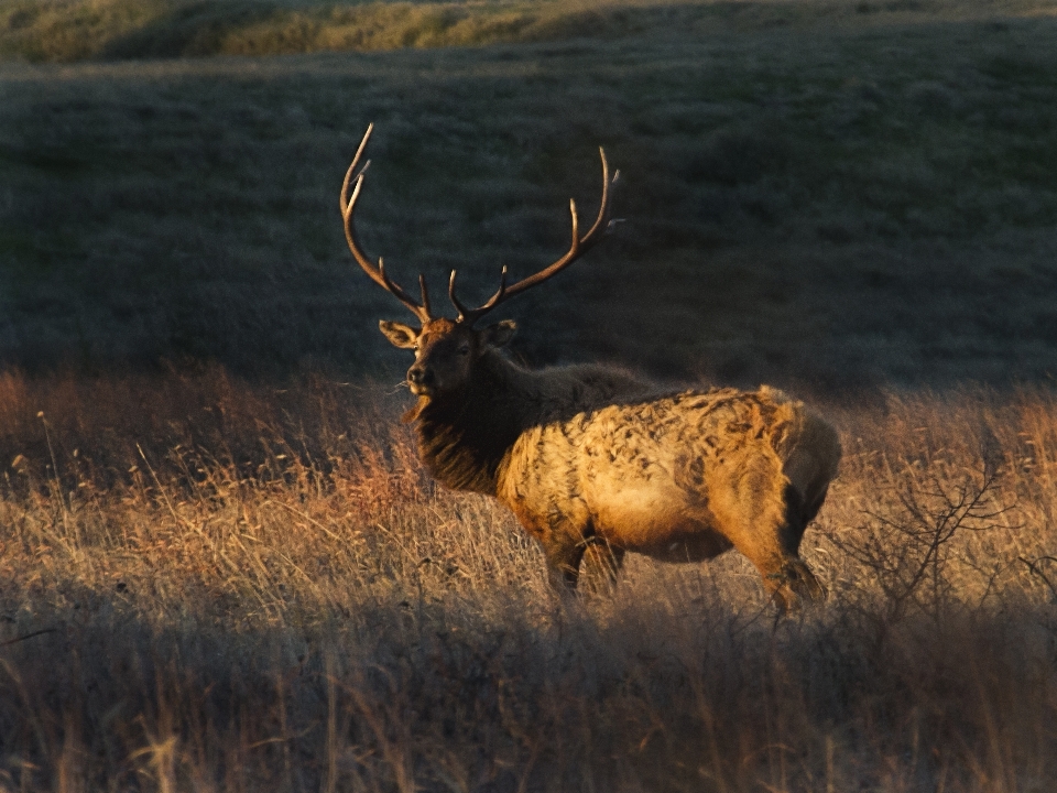 Nature lever du soleil prairie
 faune